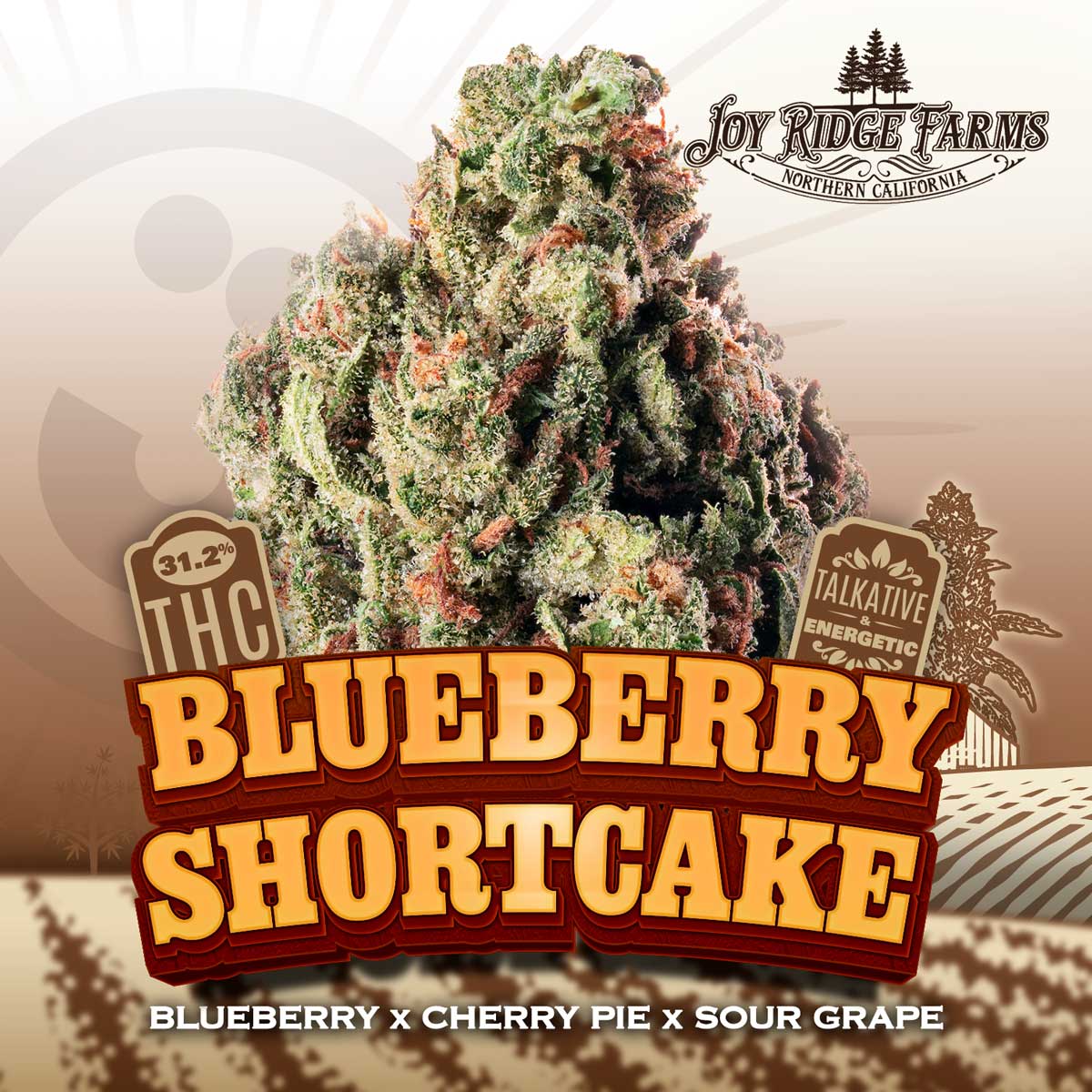 Joy Ridge Farms - Blueberry Shortcake Flower 14g