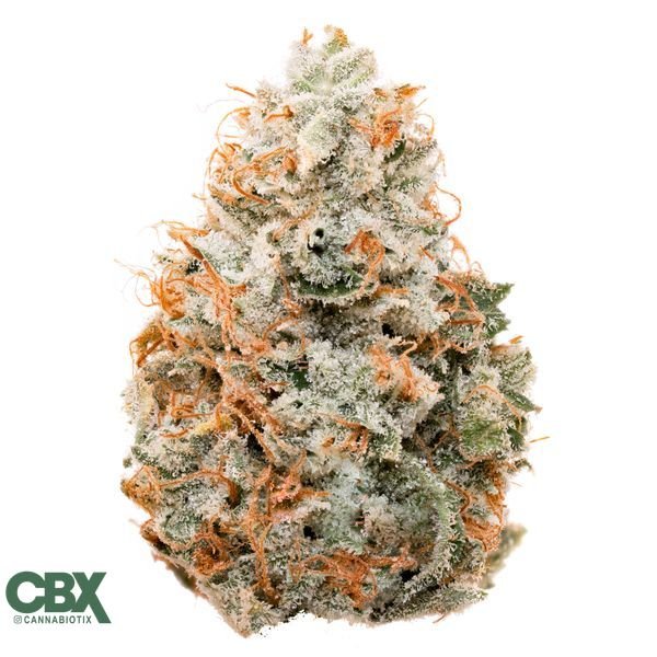CANNABIOTIX-Tropicanna-Flower-14g-600x600-wht-bg