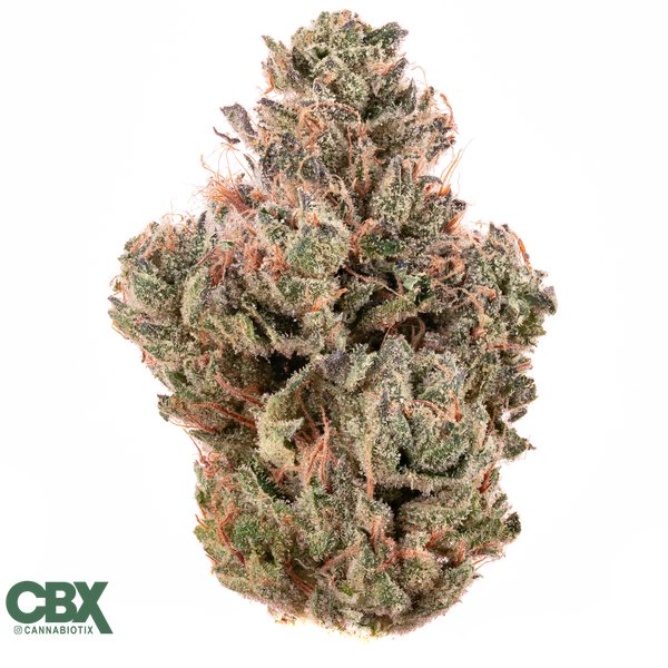 CANNABIOTIX-Jet-Lag-OG-Flower-14g-600x600-wht-bg