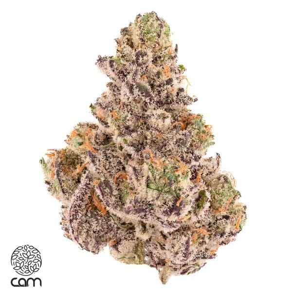 CAM-Orange-Julius-Flower-35g-600x600-wht-bg