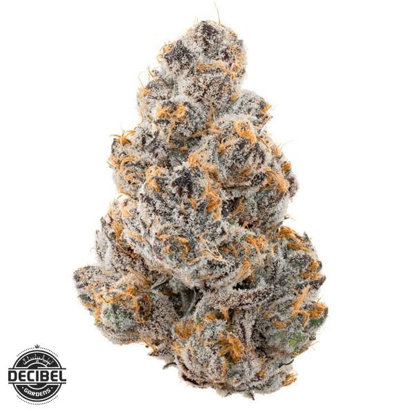 DECIBEL-GARDENS-Alien-Orange-Flower-35g-600x600-wht-bg
