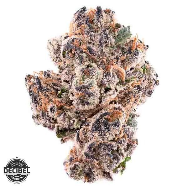 DECIBEL-GARDENS-C-Note-Flower-35g-600x600-wht-bg