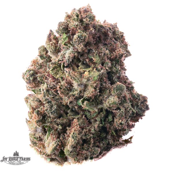 JOY-RIDGE-FARMS-Government-Oasis-Flower-14g-600x600-wht-bg