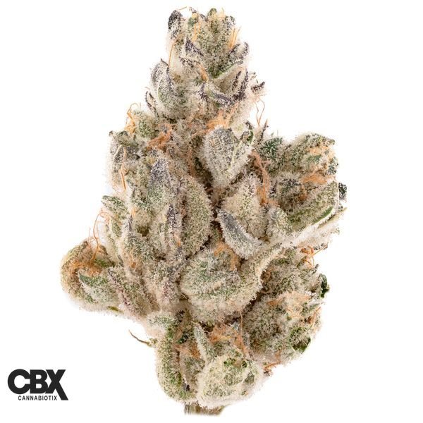 CANNABIOTIX-Gluetopia-Flower-14g-600x600-wht-bg